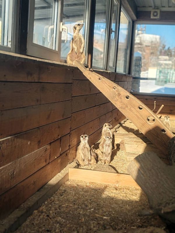 � ��������������� �������� �������� ����� ���������