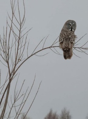 В Омской области заметили редкую гостью