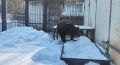 В Большереченском зоопарке мишки выходят из спячки
