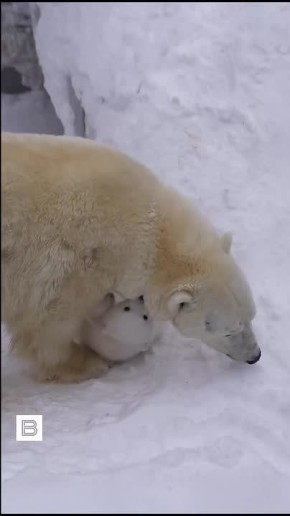 � ������������� �������� ����� ��������� ������ ������