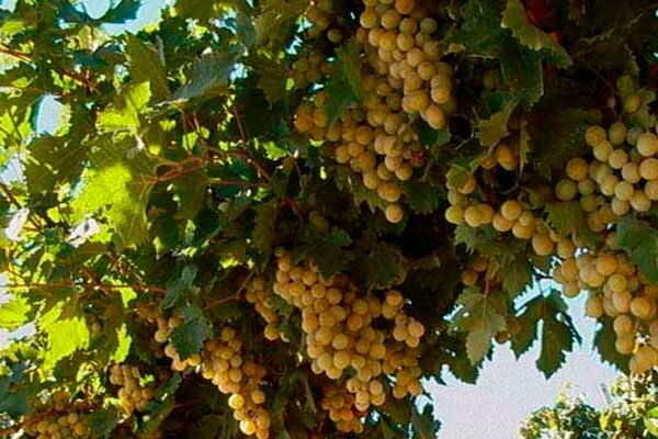 Виноград Италия: как вырастить уникальный сорт у себя дома?