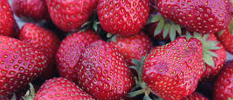 Как дрожжевая подкормка помогает клубнике расти и плодоносить