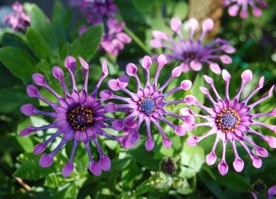 ��� ����� ��������� ����������� � ������������