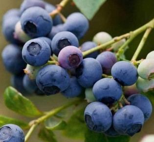 Голубика: разбираем мифы и факты о посадке и уходе