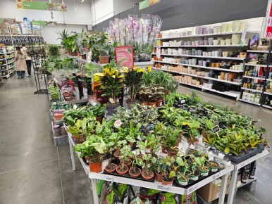 Неприхотливые растения, которые не наскучат: откройте для себя новинки