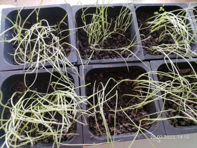 Как я ухаживаю за рассадой лука: секреты и советы