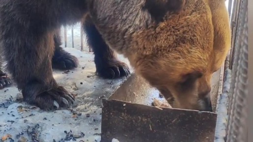 В Большереченском зоопарке проснулись все шесть медведей