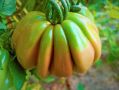 Уникальный урожай кабачков: неожиданная горечь стала препятствием для кулинарных экспериментов