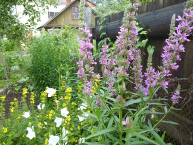 Неожиданные гости в саду: как дикая природа украшает наш участок