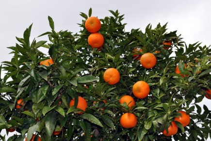 Как минимизация пестицидов меняет качество мандаринов в Японии