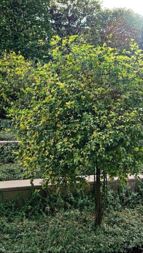 Удивительные плоды понцируса в парке Галицкого