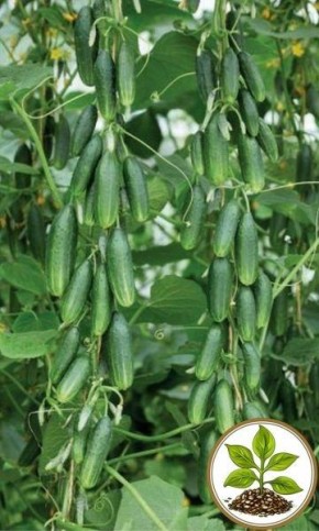 ������ ���: ������ � ������������� ������ ��� ������ ����