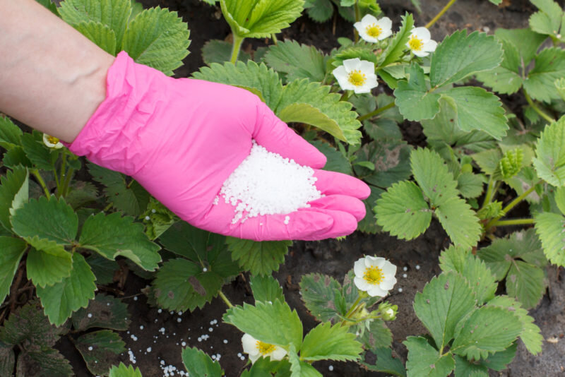 Правила весенней подкормки клубники