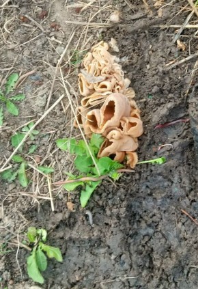 ����� ������� ������ � ���� ���� �����