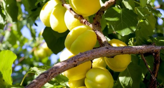 Как выбрать идеальные абрикосы «шалах»