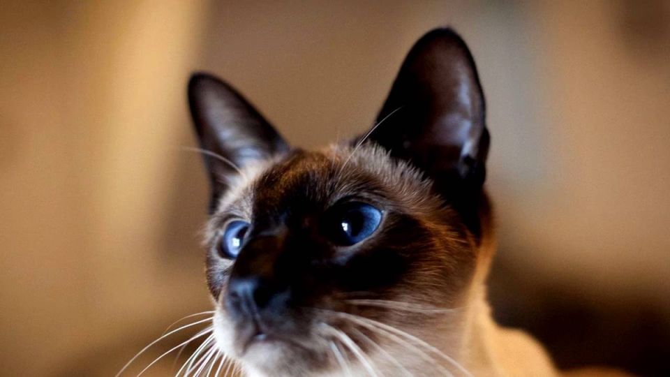 ������� ������: ������, ������� ����� ������ ������