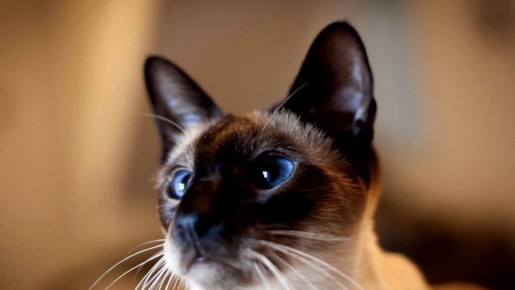 Кошачьи измены: породы, которые легко меняют хозяев