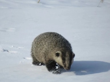 ������� ����������� ����� ������ ������