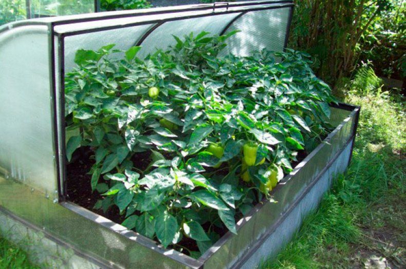 ������� ��� ���������: ��� ������� ����� ��������� � ����������?