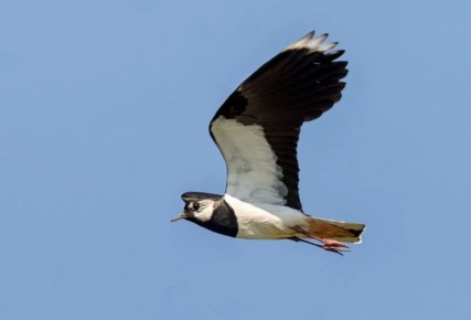 В Омскую область прилетели чибисы и выпь