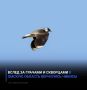 Вслед за грачами и скворцами в Омскую область вернулись чибисы