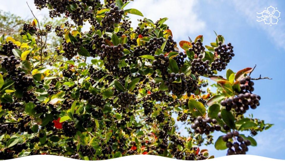 �������� �������� ��� ������� ���������: ������ ������� ��� ������ ����