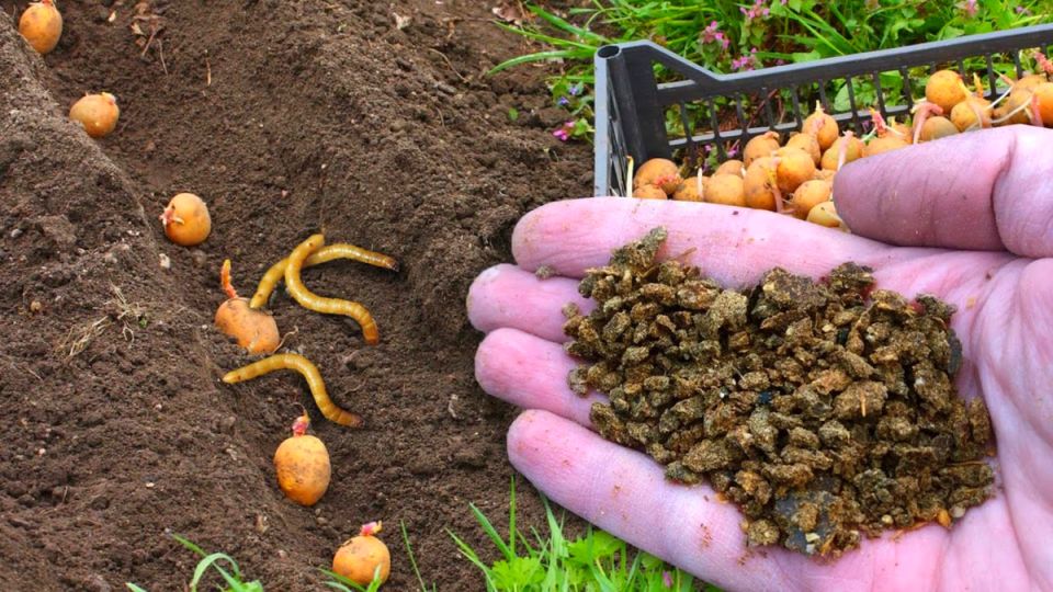 ������ ��� ������� ��������, ������� ������ ���� ������� �������