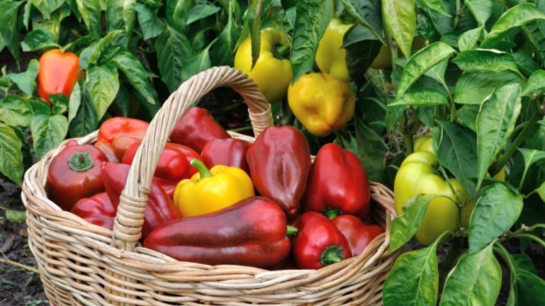 ������������� ����������� ������: ��� �������� ������� ������ �����