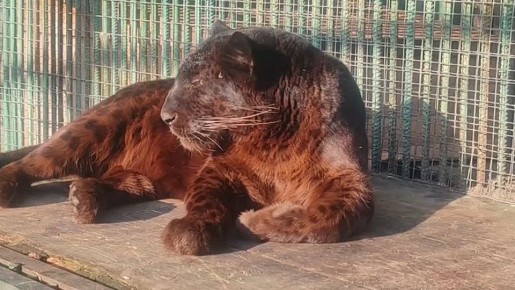 ׸���� ��������� ������ ������� �� ������ � ��������������� ��������