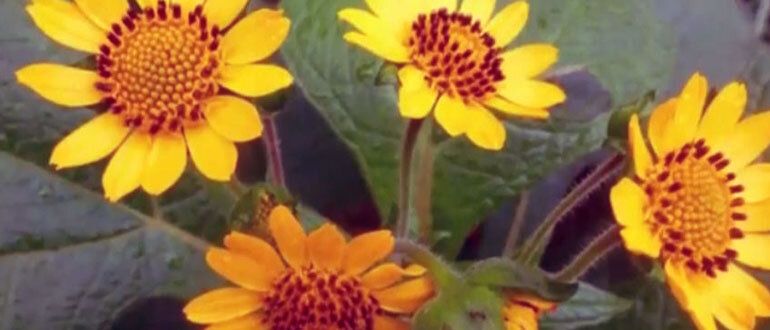 ����: ���������� ��� ������� ��� ������ �����