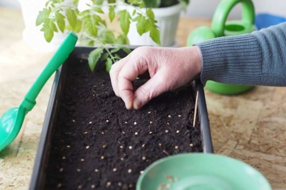 ��� ����� ������ �� ������� � ������: ������� ��� ��������� ������