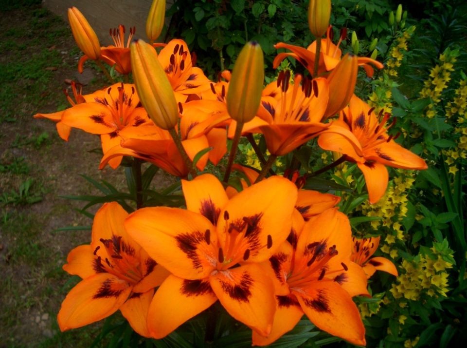 5 ����������� �������� �������� �������� ����� � ����� ����