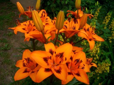 5 эффективных способов продлить цветение лилий в вашем саду