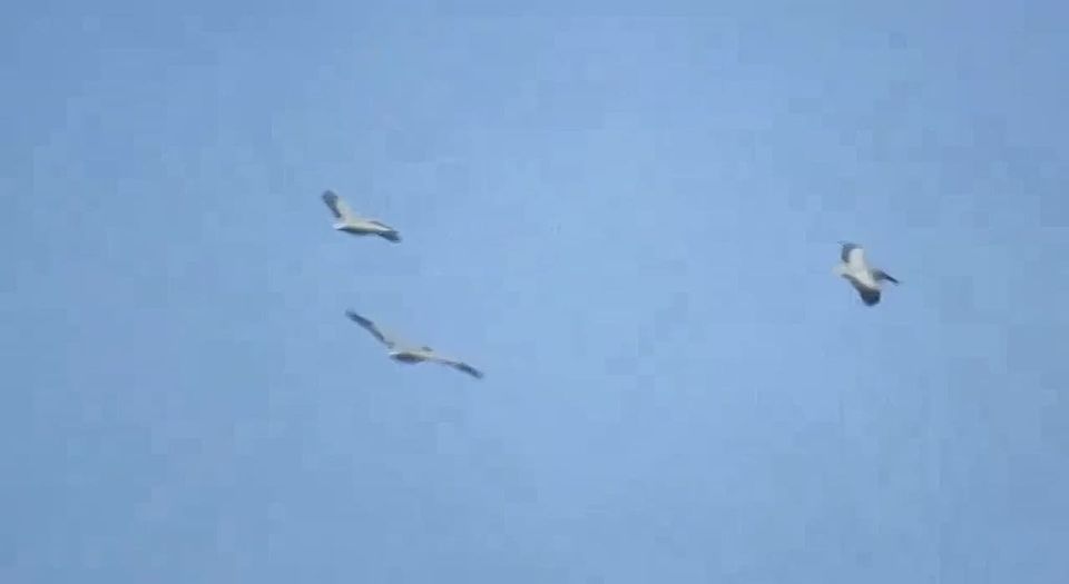 � ������ ������� ����� ������ ������� ��������� �������� ��������