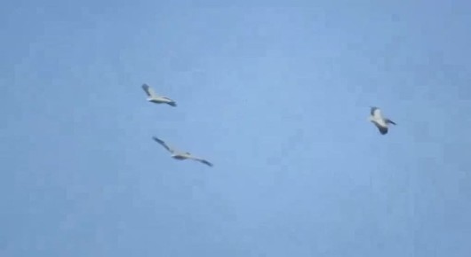 В Омскую область после долгой зимовки вернулись кудрявые пеликаны