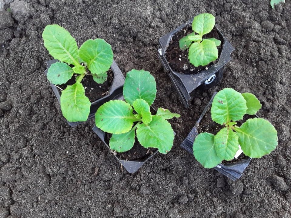 ����������� ������ � ������������: ������� ����� � ����� �������