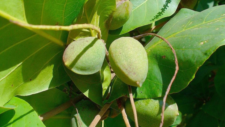 ��� ��������� �������: ������� � ������ ��� ���������� ���������