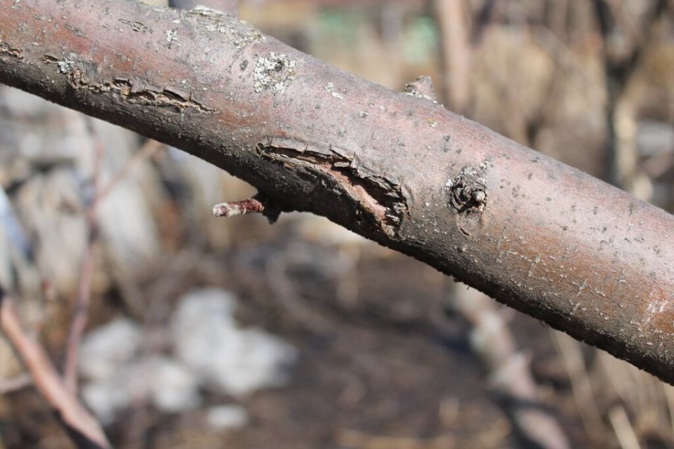 ��� ���������� ������������ ���� � ������� ����� �� ��������: ������� ��������� �����