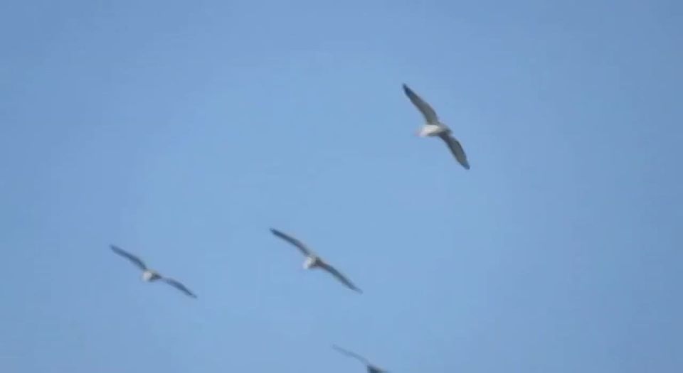 �������� �������� ��������� � ������ �������