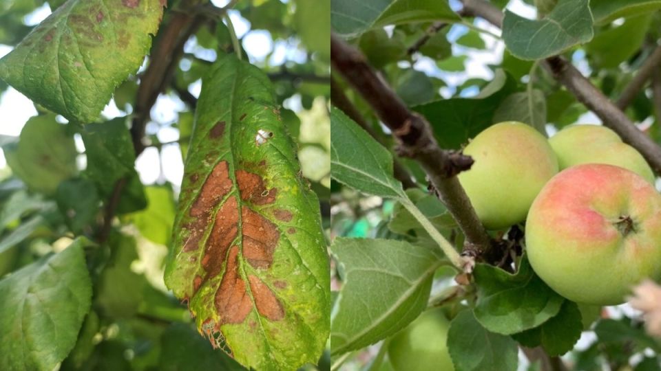 ����������� ������ � ���������� ������������� � ����