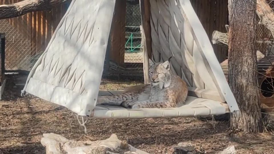 ��� �������� � ��������������� �������� �������� ��������