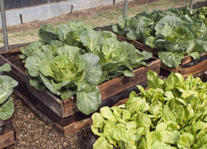 Как создать безотходный сад: простые шаги к экологическому образу жизни