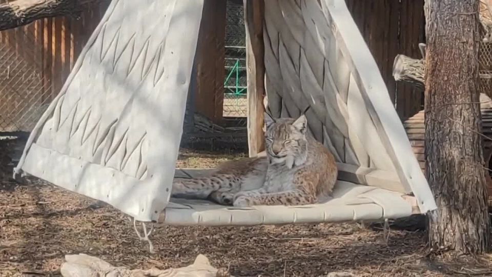 ����� ��� � �����������: ��� ��������� �������� ������� ��������