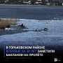 В Горьковском районе впервые за 30 лет заметили бакланов на пролёте