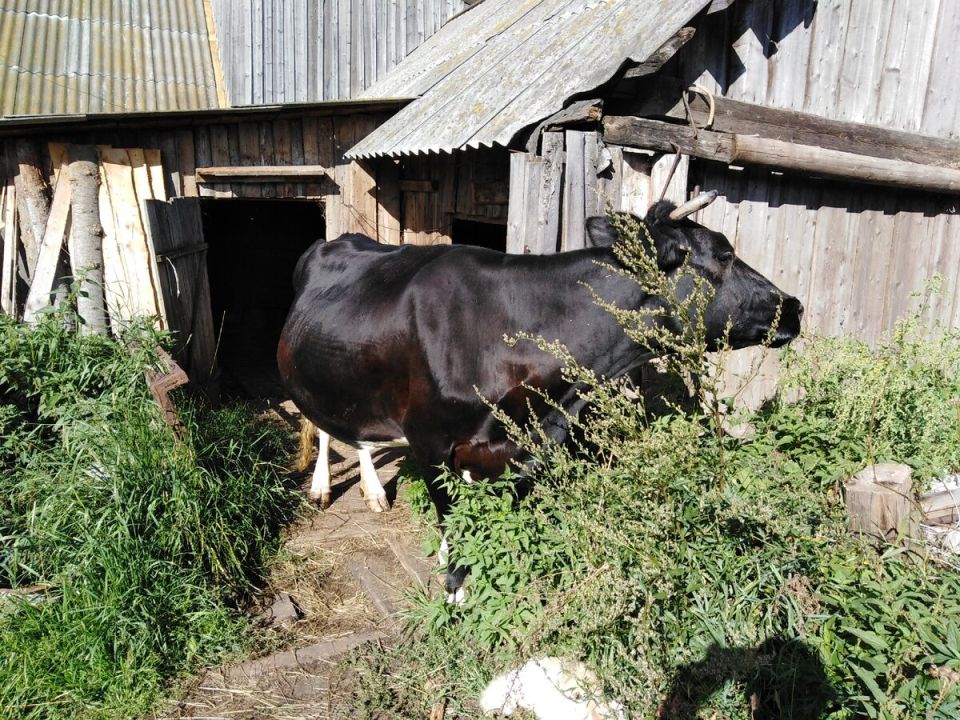 ��� ������, ���� � ������ ������ ������: �������� ������� � �������