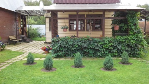 Хвойные: зеленое вдохновение для вашего сада без особых усилий