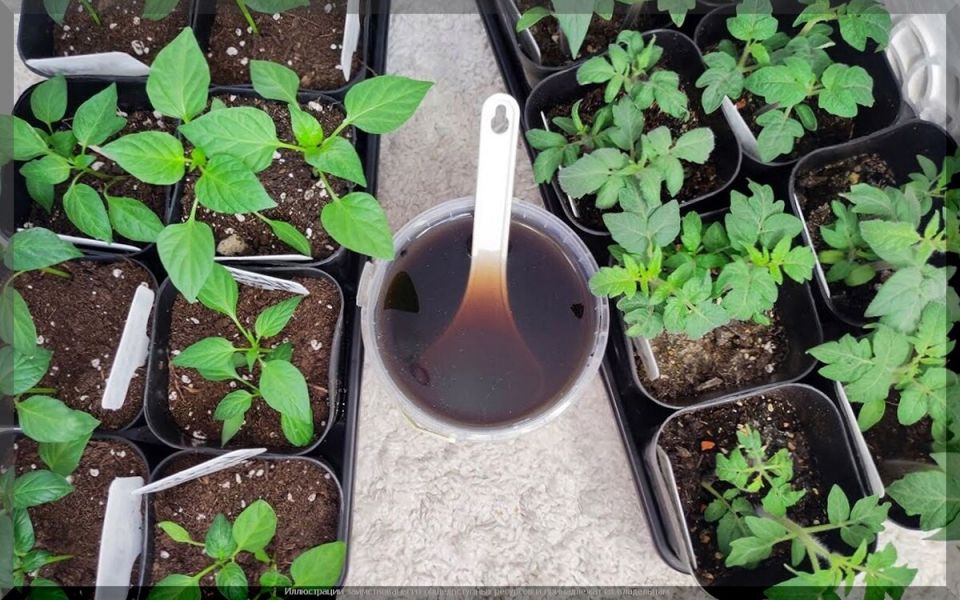 ������ ��������� ����������� �������: �������� ������ ��� ���������� �����������