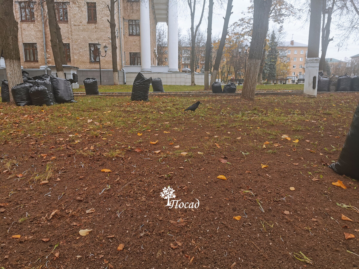 Зачем убирать листву: мифы и реальность осеннего ухода за садом