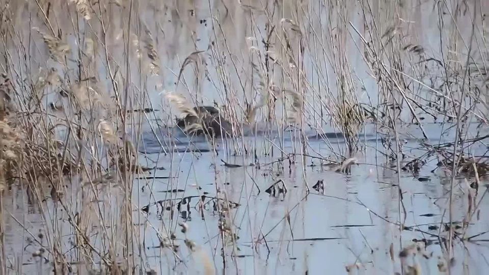 ������� ���������� ������������� ���� �����