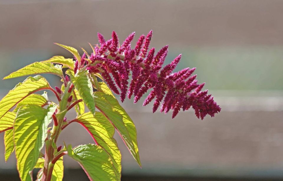 �������: ���������� �������� ��� �������